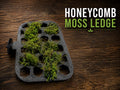 Honeycomb Moss Ledge | Aquarium Wall Mount for Shrimp, Betta Tanks | Aquascaping Decor