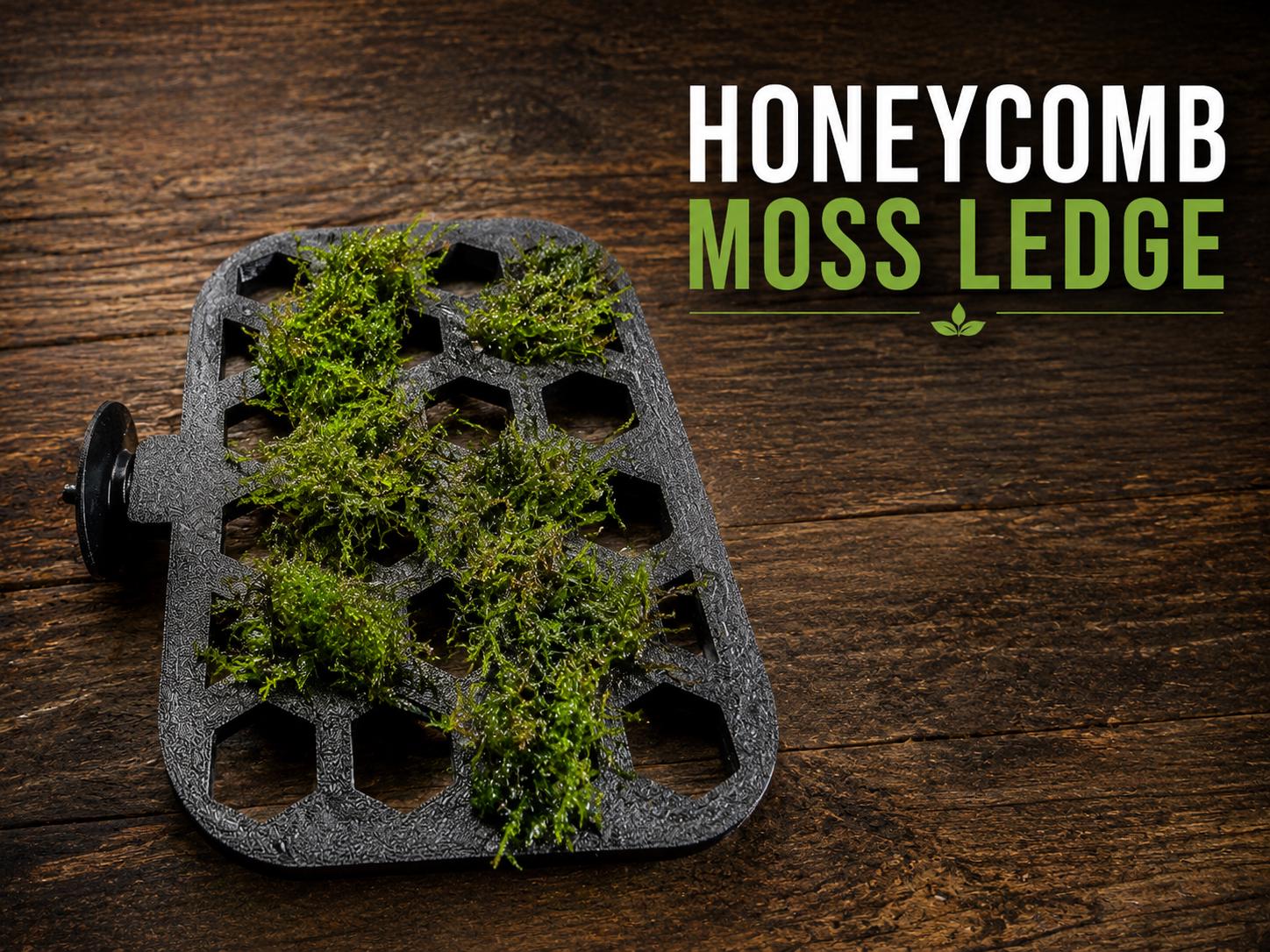 Honeycomb Moss Ledge | Aquarium Wall Mount for Shrimp, Betta Tanks | Aquascaping Decor