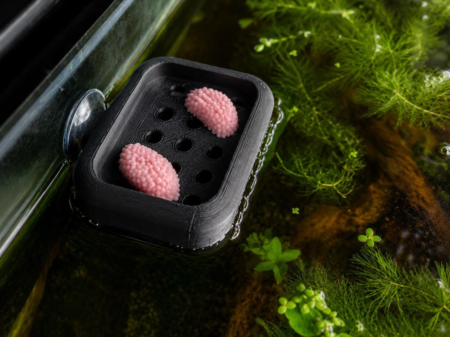Mystery Snail Egg Hatching Platform | Floating Humidity Incubator, Suction Cup Mounted, Aquarium Breeder Tool