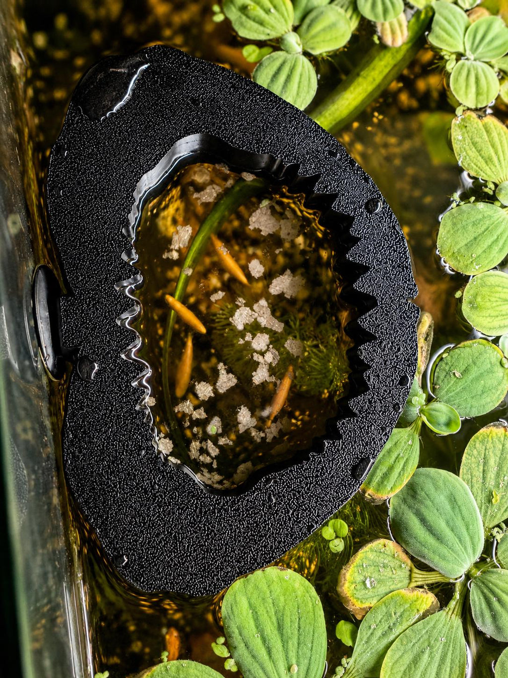 Shark Jaw Floating Plant Holder & Feeding Ring | 3D Printed Aquarium Accessory